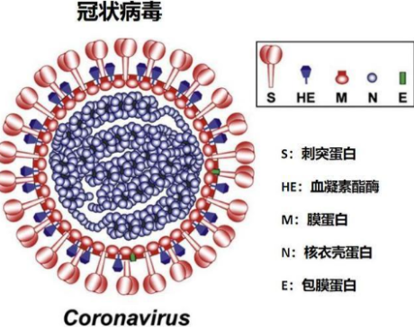 恩适得是什么药？和新冠疫苗的区别