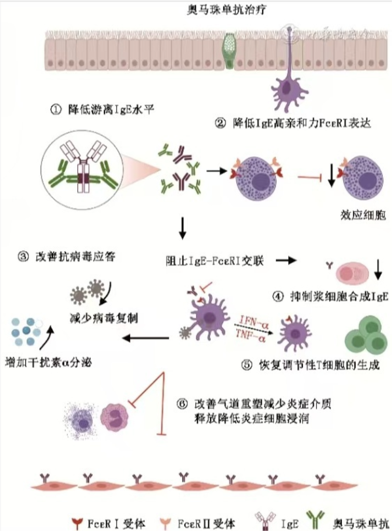 打败过敏性哮喘的 “秘密武器”—— 奥马珠单抗(图1)